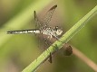 Diplacodes nebulosa female-